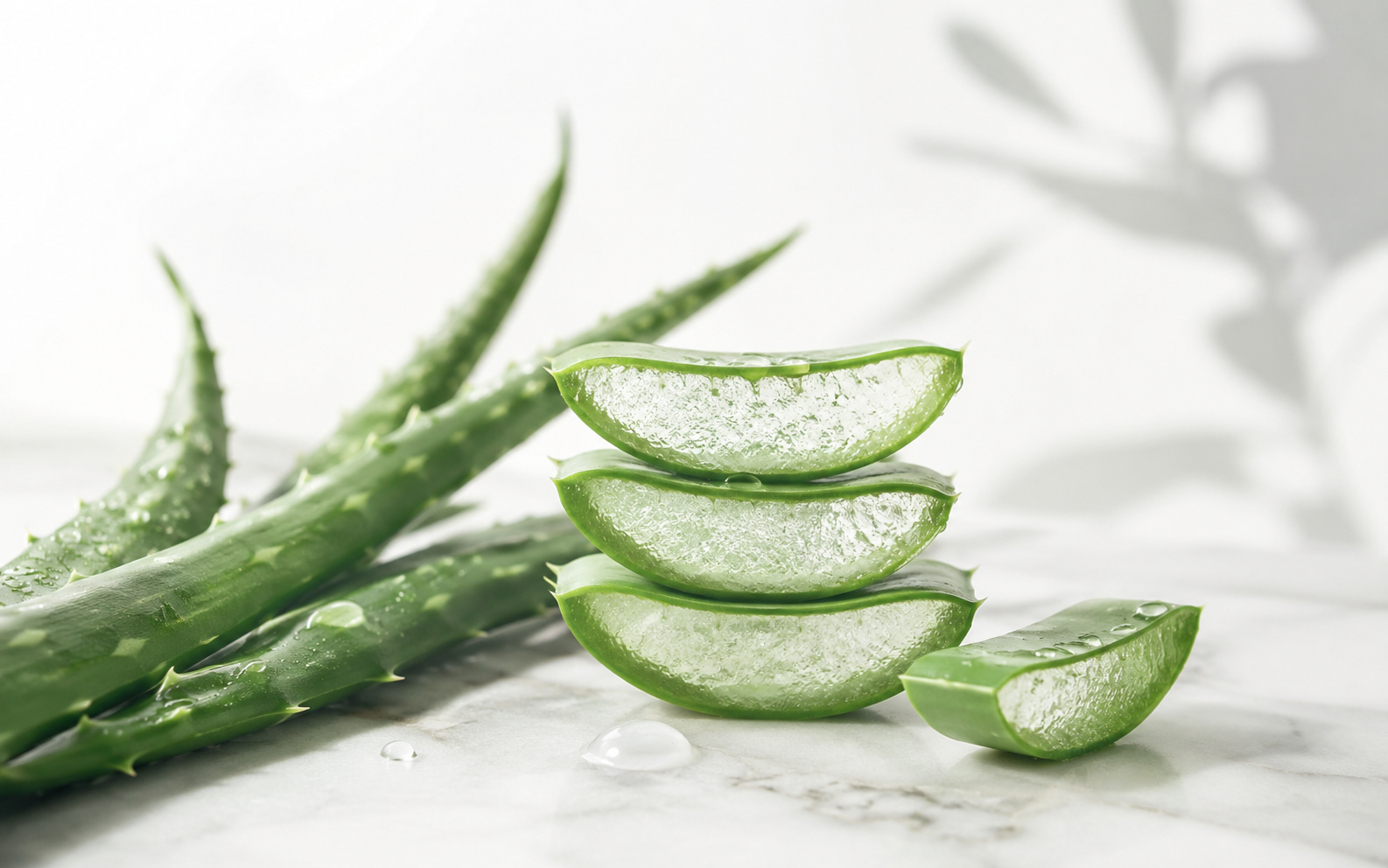 Aloe vera